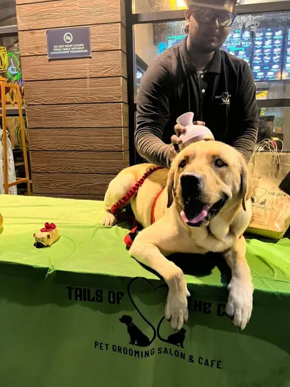 This happy Labrador is enjoying a relaxing massage at our "Yappy Hour" event. We love meeting new furry friends.