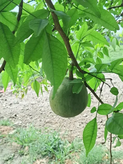 A close-up of a single Bael fruit hanging from the branch. The leaves of this tree are also used for religious purposes.