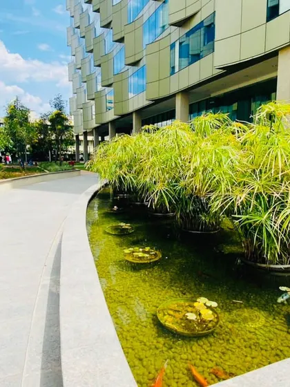 For this commercial project, we designed a naturalistic pond with aquatic plants like papyrus and water lilies, creating a habitat for fish and a calming focal point.