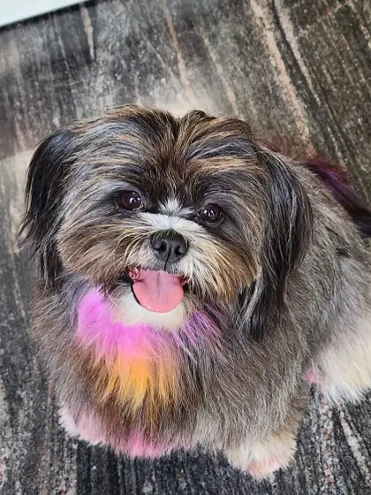 My own baby girl, Sage, showing off her colorful chest and paws. A little pop of pet-safe pink and yellow to match her bright personality.