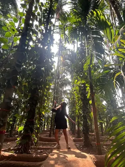 Looking up at the tall trees in a Goan spice farm. This photo captures a sense of wonder and connection with nature.