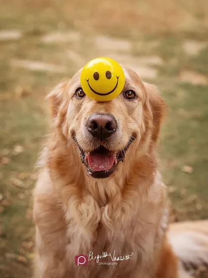 A smiley face on a smiley face! This is a fun and creative trick we can do during an outdoor session to add a bit of humor and show off your dog's skills.