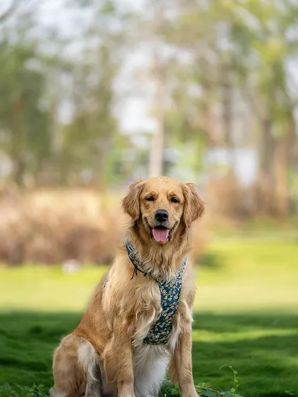 Sparkle the Golden Retriever, sitting pretty in the park. The dappled light and natural setting create a beautiful, classic dog portrait.