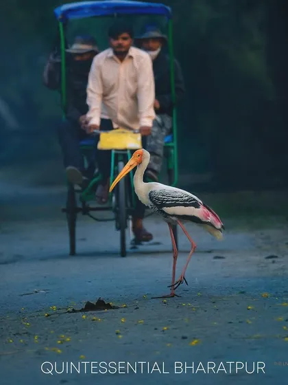 This image is quintessential Bharatpur. A painted stork, unmindful of the world, saunters across a pathway just as a cycle rickshaw passes by. It captures the unique harmony between humans and nature that exists in this legendary bird sanctuary.