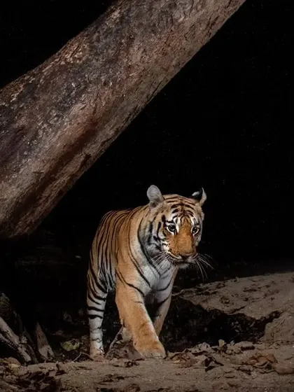 A camera trap image of a tiger from our Pench coffee table book project. These hidden cameras reveal the secret nocturnal lives of the jungle's inhabitants.