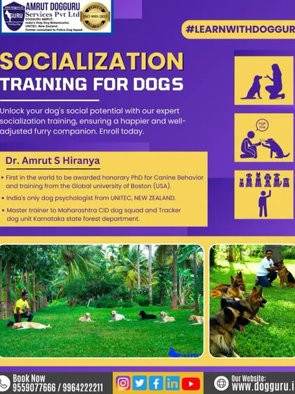 This graphic highlights our socialization training. We help build your dog's confidence by teaching them how to interact with other dogs and people in a safe, controlled setting.