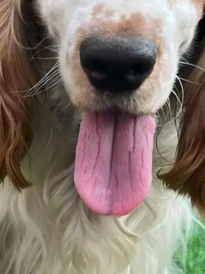 A happy, close-up portrait of a beautiful cocker spaniel, one of my many wonderful guests.