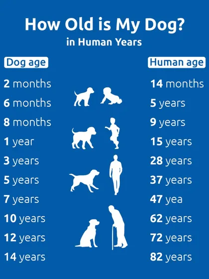 Ever wondered how old your dog is in human years? This handy chart gives you a quick conversion, from a 2-month-old puppy being like a 14-month-old baby to a 14-year-old dog being 82 in human years.