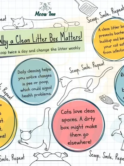 A clean litter box is non-negotiable for a cat's health and happiness. This guide explains why regular scooping is important for preventing infections, monitoring health, and keeping your home odor-free.