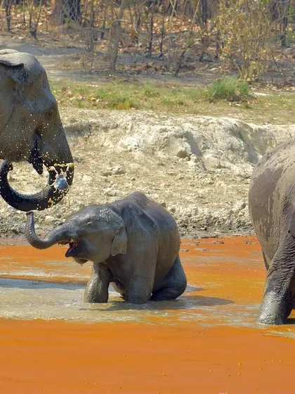 A dynamic shot of the elephants splashing and interacting in the water.