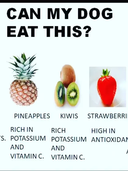 I believe in sharing helpful information. This guide shows some healthy fruits like bananas and blueberries that are safe and beneficial for your dog.