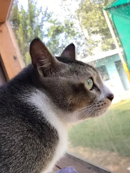 Watching the world go by from a safe and comfortable window perch. We ensure our cats have plenty of stimulation.
