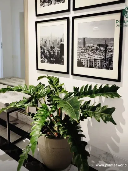 A Philodendron Xanadu adds a touch of the wild to this modern, monochromatic hallway. Its deeply lobed leaves provide a wonderful textural contrast to the clean lines of the furniture and framed art.