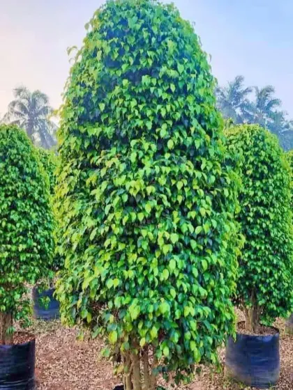 A well-lit view of my cone-shaped topiaries, highlighting their vibrant green color and healthy, dense foliage. These are excellent for creating elegant borders, entryways, or standalone features.