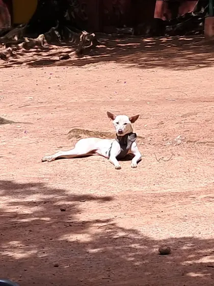 An indie dog enjoying a moment of peace and sunshine in the yard. We have plenty of quiet spots for dogs who prefer to relax and observe.