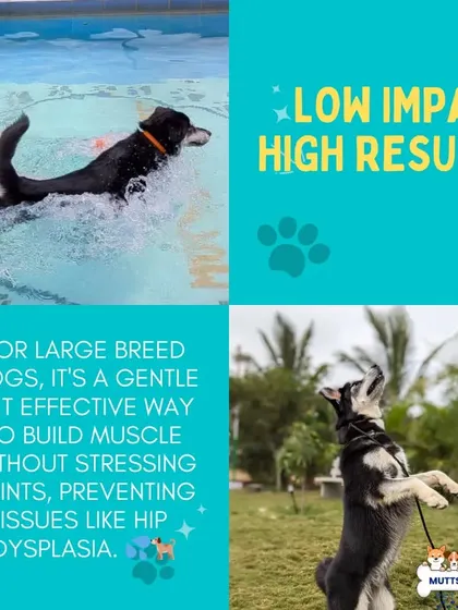 For large breed dogs, swimming is a game-changer. This graphic highlights how this low-impact exercise helps build muscle without stressing joints, which is crucial for preventing conditions like hip dysplasia.