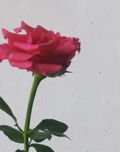 A classic pink rose, a timeless choice for any garden. I can help you select the right type of rose bush, whether you're looking for climbers, shrubs, or hybrid teas.