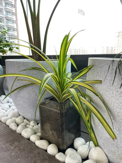 A close-up of a stylish arrangement featuring our polymer and glass pots, complete with polished white pebbles for a finishing touch. We take care of every detail.
