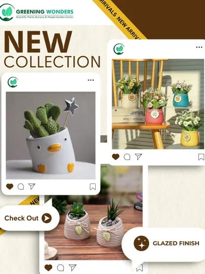 A glimpse into our new collection of premium glazed ceramic pots. Featuring a playful duck planter and other colorful options, these pots are perfect for adding a pop of color and fun to any space.