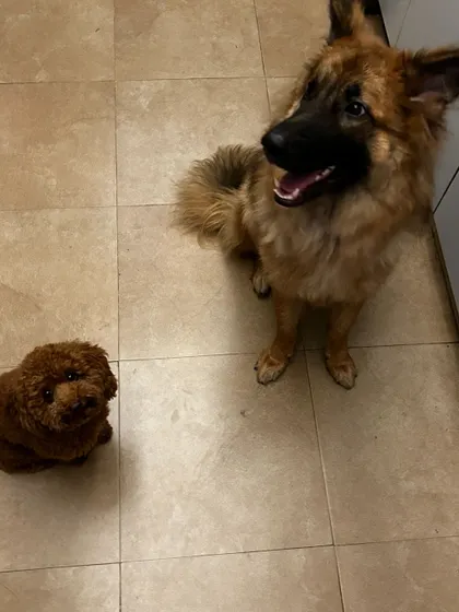Mogambo and Pumpkin waiting patiently. Despite the size difference, they've become good pals during Mogambo's stay.