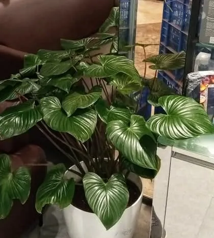 A close-up of a Homalomena plant with its large, heart-shaped, glossy leaves. This plant was chosen for a salon interior to make a bold statement and thrive in indoor lighting conditions.