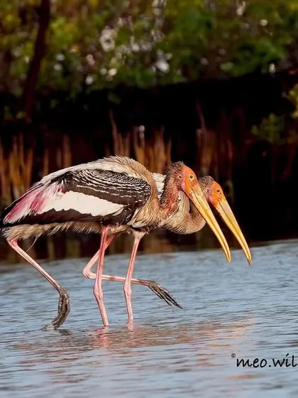 A pair of Painted Storks wading through the water. Their colorful plumage and large, yellow beaks make them one of the most striking wetland birds in India.