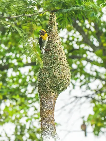 A Baya Weaver bird proudly perches on its intricately woven, hanging nest. This photo showcases the incredible architectural skill of these small birds.