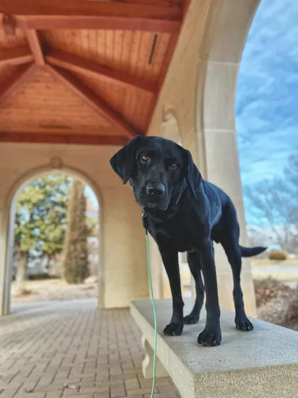 Roscoe is a sweet boy who dealt with some reactivity on his leash towards other dogs. We worked on building his confidence and giving him more positive exposure around new people and dogs.