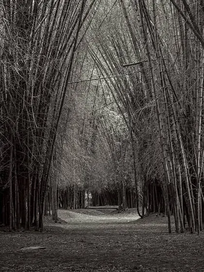 A path through a dense bamboo forest in Cubbon Park, presented in black and white. This edit focuses on the strong vertical lines of the bamboo stalks and the dark, immersive feeling of being inside the grove.