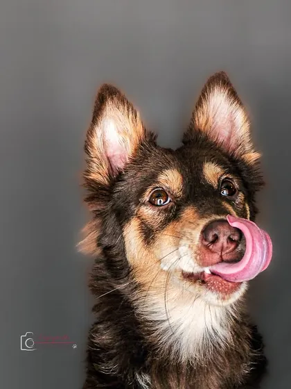 A delicious lick! This close-up studio shot captures a fleeting, funny moment in perfect detail.