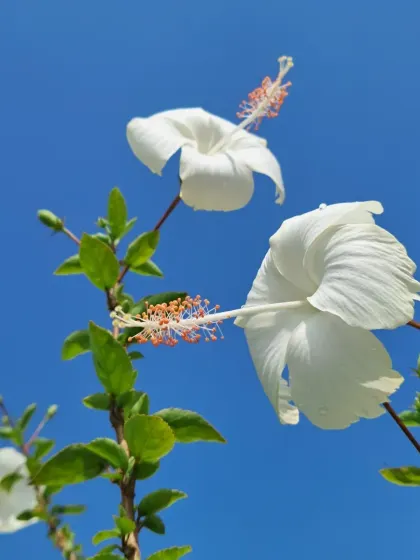 Two white hibiscus flowers blooming together. I can teach you pruning techniques to encourage more flowers.