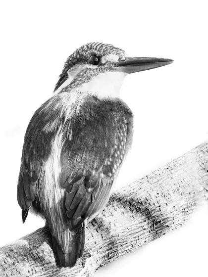 A high-key black and white portrait of a female Common Kingfisher, its form stark against the bright background.