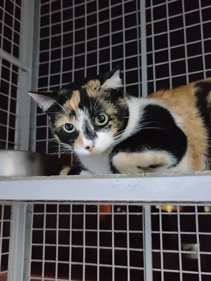 This is Candy, a beautiful calico cat, looking a little shy but very sweet from her spot on a shelf in the enclosure.