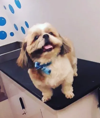 A happy Shih Tzu enjoying the comfort of our grooming table.