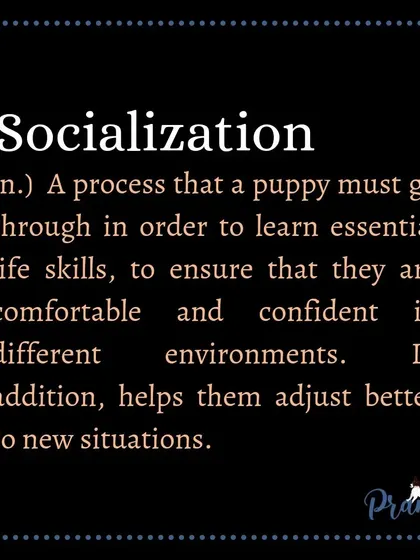 To put it simply, socialization is the process of preparing a puppy to be comfortable with all the sights, sounds, and experiences they will encounter in their life.