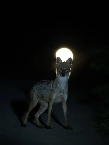 A golden jackal under the full moon, a moment of pure magic. This shot was about creative lighting and patience, two key skills we work on to transform a simple sighting into a storytelling image.