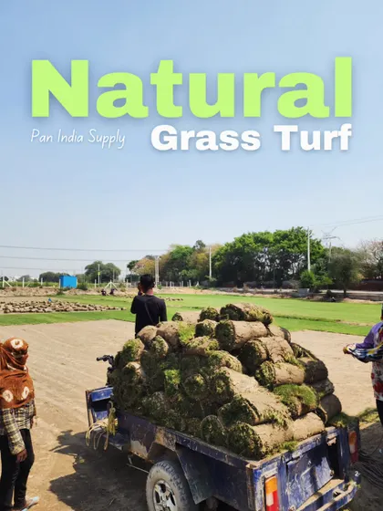 Our natural grass turf is ready for Pan-India supply. This image shows our team loading a small truck for a local delivery.