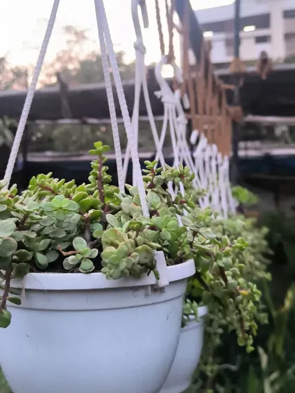 A hanging basket of variegated Jade, with its lovely cream and green leaves. A different take on a classic, easy-care succulent.