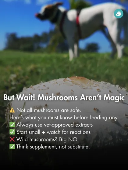 While functional mushrooms are beneficial, they aren't magic. This graphic provides crucial safety warnings: always use vet-approved extracts, start with a small dose, and never feed wild mushrooms to your dog.
