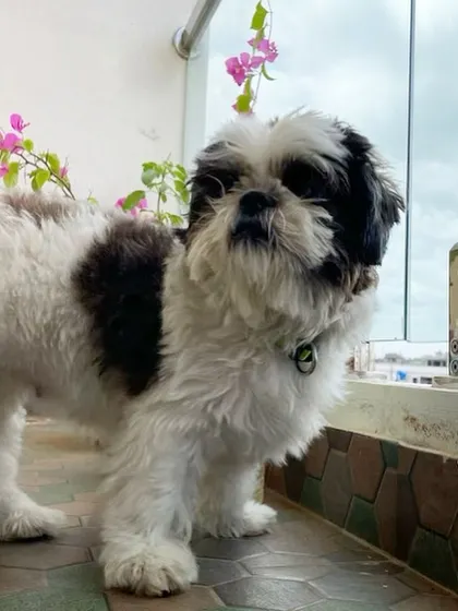 This fluffy Shih Tzu is enjoying the view from our balcony. We provide a safe and stimulating environment for all our guests.