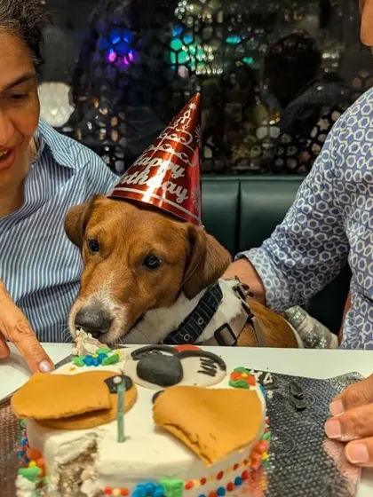 The whole family gets involved when it's time for a Doggy Bakery cake. Max is getting a little help from his humans to enjoy his delicious birthday treat.