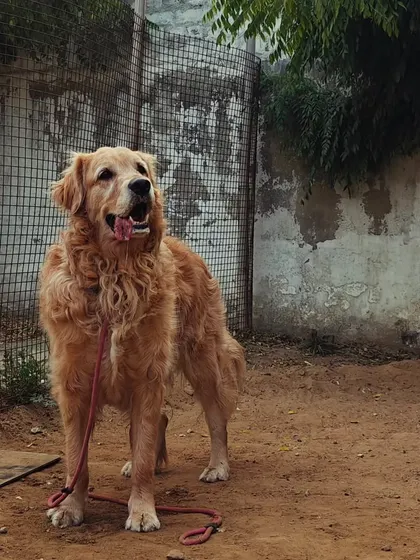 Our beautiful golden boy Messi is back for another stay. It's always great to see our regulars return, happy and excited to be here.