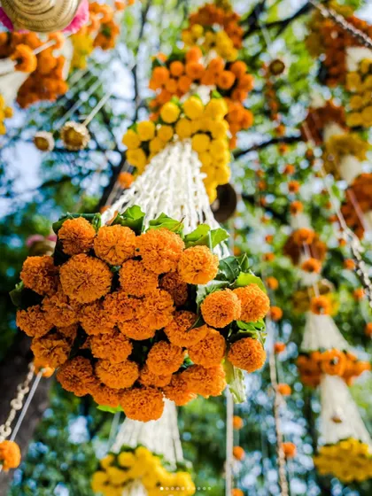 A beautiful low-angle shot of hanging marigold bunches, a classic and auspicious element of Indian wedding decor.