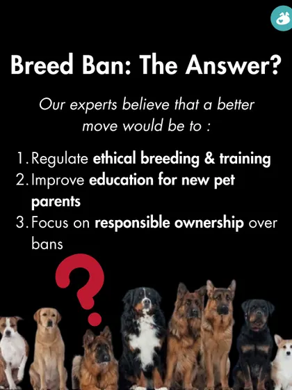Is a breed ban the right answer? Our experts believe the focus should be on regulating ethical breeding, improving owner education, and promoting responsible ownership.