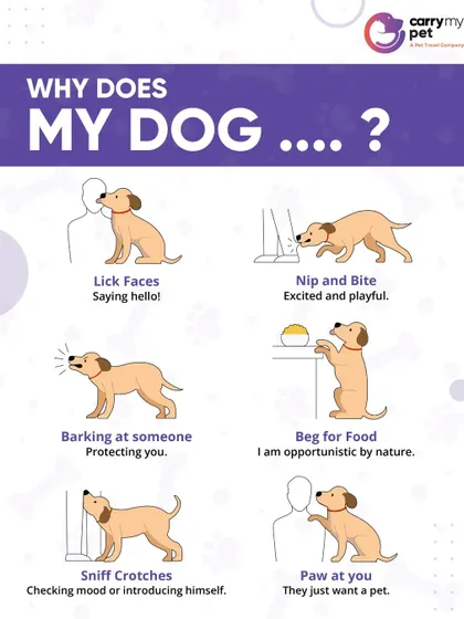 Understanding your dog's body language is key to a strong bond. This guide decodes common behaviors like licking, nipping, and pawing to help you know what your dog is trying to tell you.