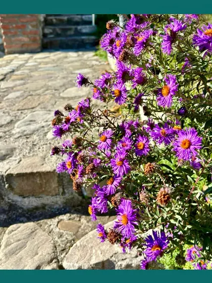 Purple Chrysanthemums growing alongside a stone path. These seasonal flowers bring a burst of color to the garden during the winter months.