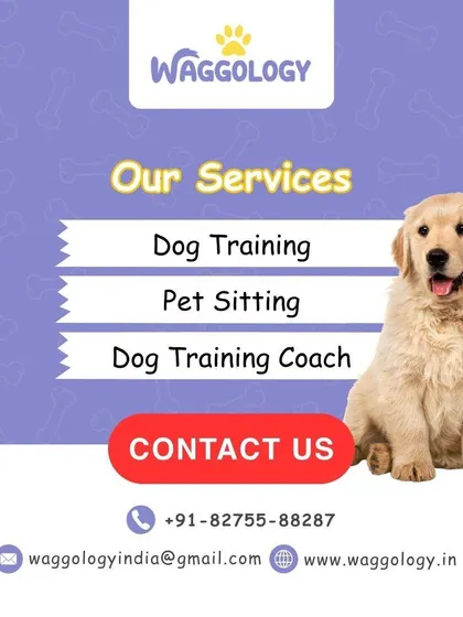 This collection includes more details about my services, brand announcements, and my philosophy. From explaining why dogs run to you to showcasing my team at events, it all reflects my commitment to professional, empathetic pet care.