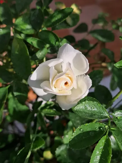 This is a Button Rose, a miniature variety with charming white flowers.