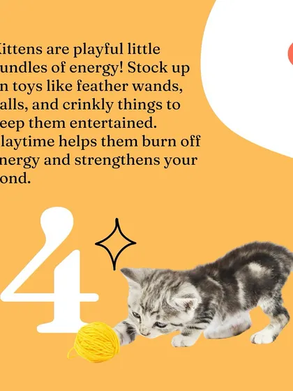 Toys are a must. Feather wands, crinkly balls, and other interactive toys help burn off energy and are great for bonding.