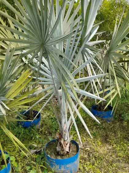 A closer look at the unique fan-shaped leaves of the Bismarckia palm, a true statement plant for any large garden.